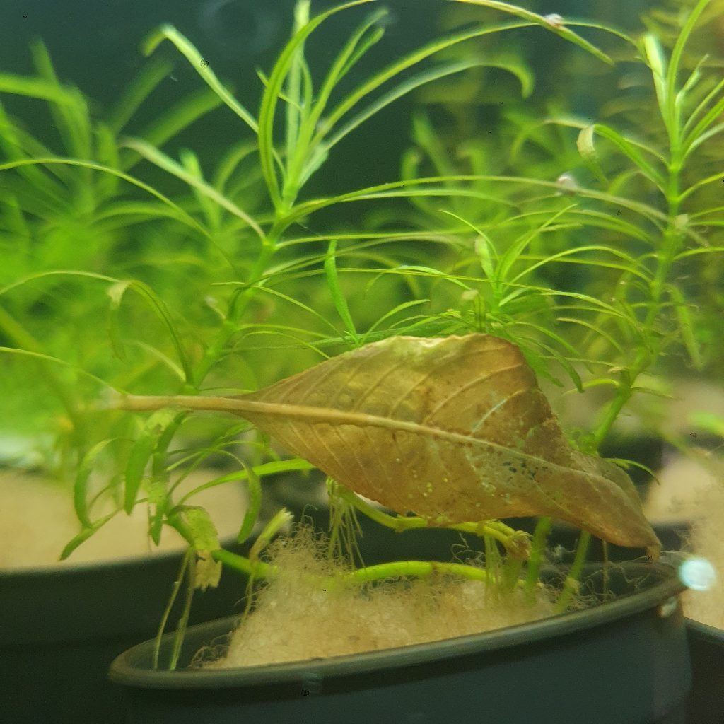 Reis Een bezoek aan grootouders Specimen Aquariumplant wordt bruin, wat moet u doen? - Aquania.nl