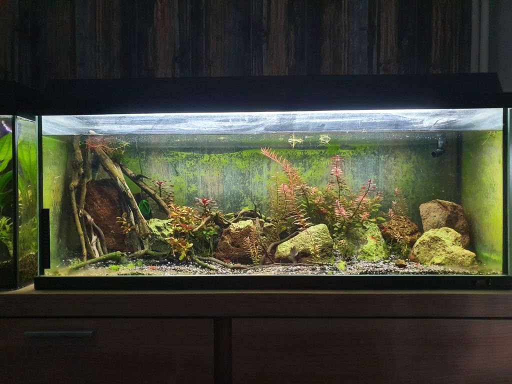 Schots familie Document Hoeveel planten kunnen er in een aquarium? - Aquania.nl