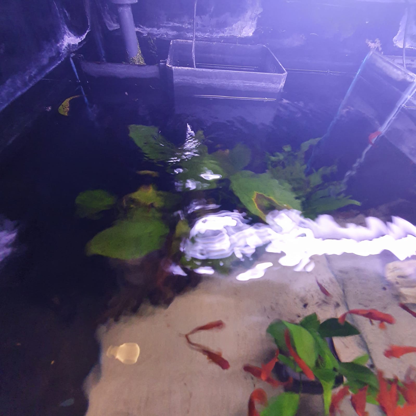 stroming in een aquarium tegen algen