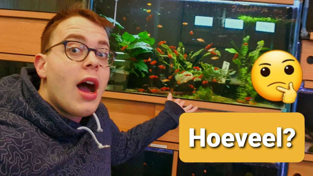 Hoeveel planten kunnen er in een aquarium?