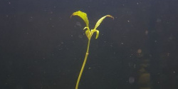 Waarom verliest een aquariumplant bladeren?